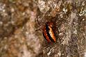 Hypsosinga_heri_D6121_Z_89_Les Gris_Frankrijk